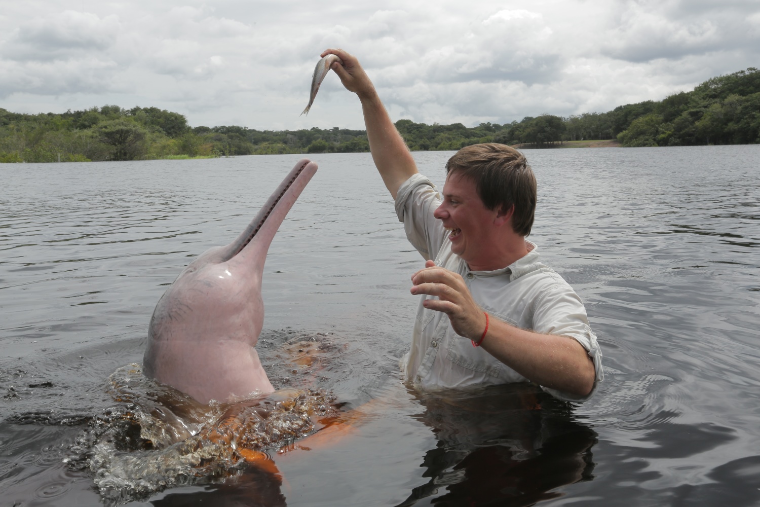 Дмитрий Комаров показал редкостных розовых дельфинов: настоящее чудо природы
